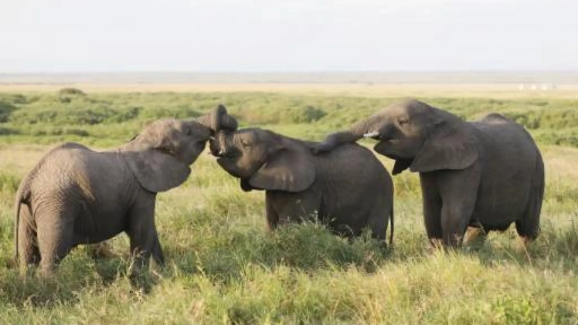 Tanzania Wildlife Safari Packages